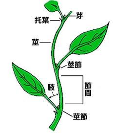 葉子生長在莖上的位置稱為什麼|植物知多少